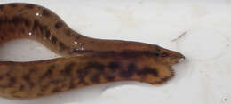 Image of East african spiny eel