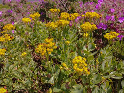 Imagem de Senecio halimifolius L.