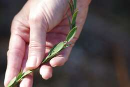 Image of eastern silver aster