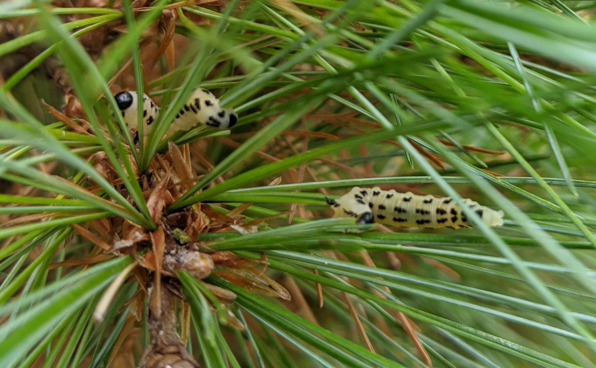 Image of White Pine Sawfly