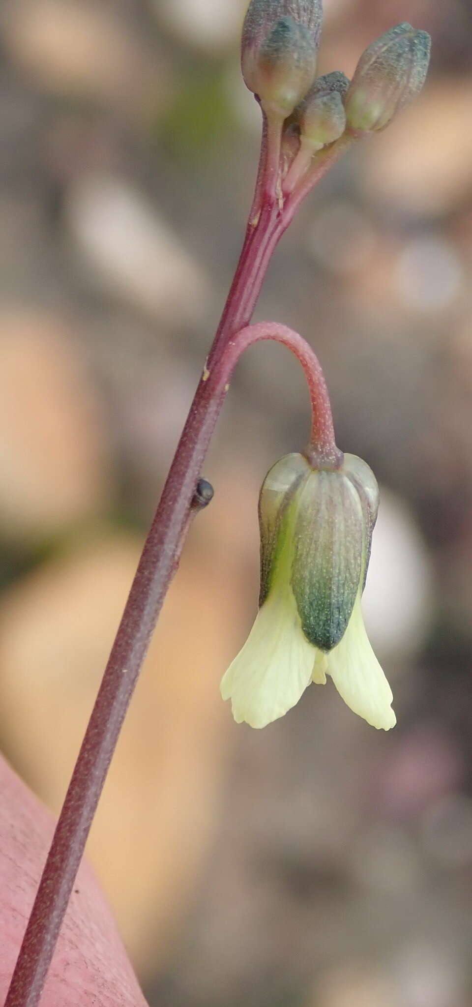 Слика од Heliophila elongata (Thunb.) DC.