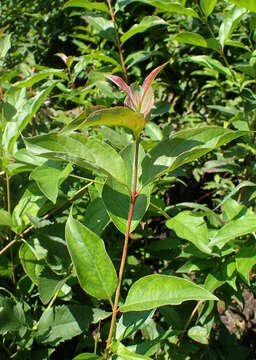 Image of Gray Dogwood