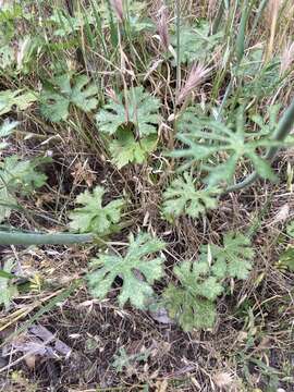 Слика од Sidalcea robusta A. A. Heller