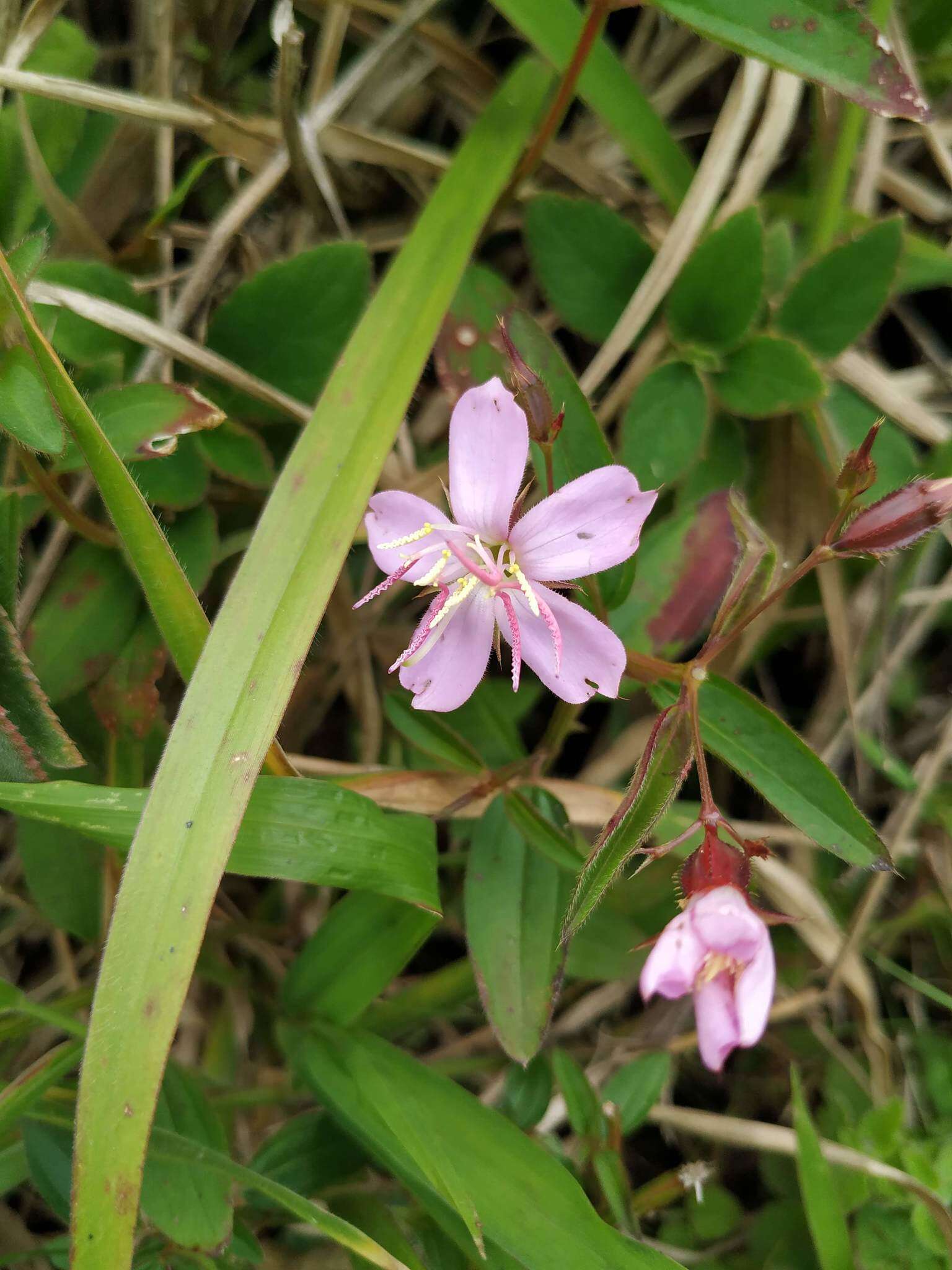 Pterogastra divaricata (Bonpl.) Naud.的圖片