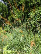 Image of Indiangrass