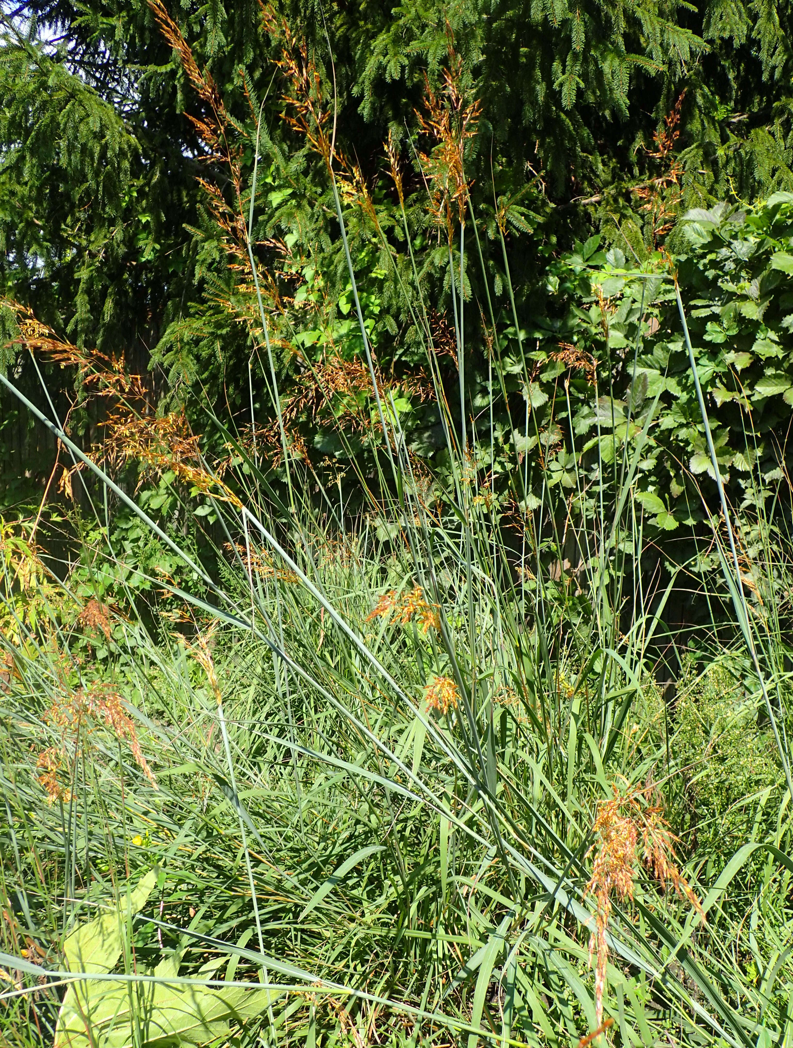 Image of Indiangrass