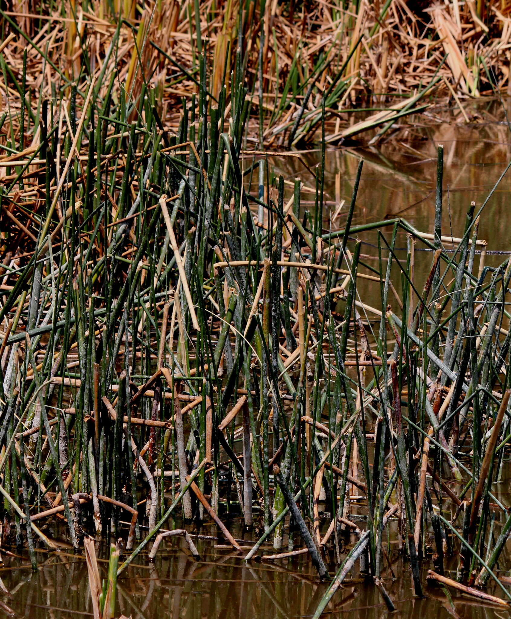 Image of Jointed Flatsedge