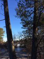 Image of Atlantic White Cedar