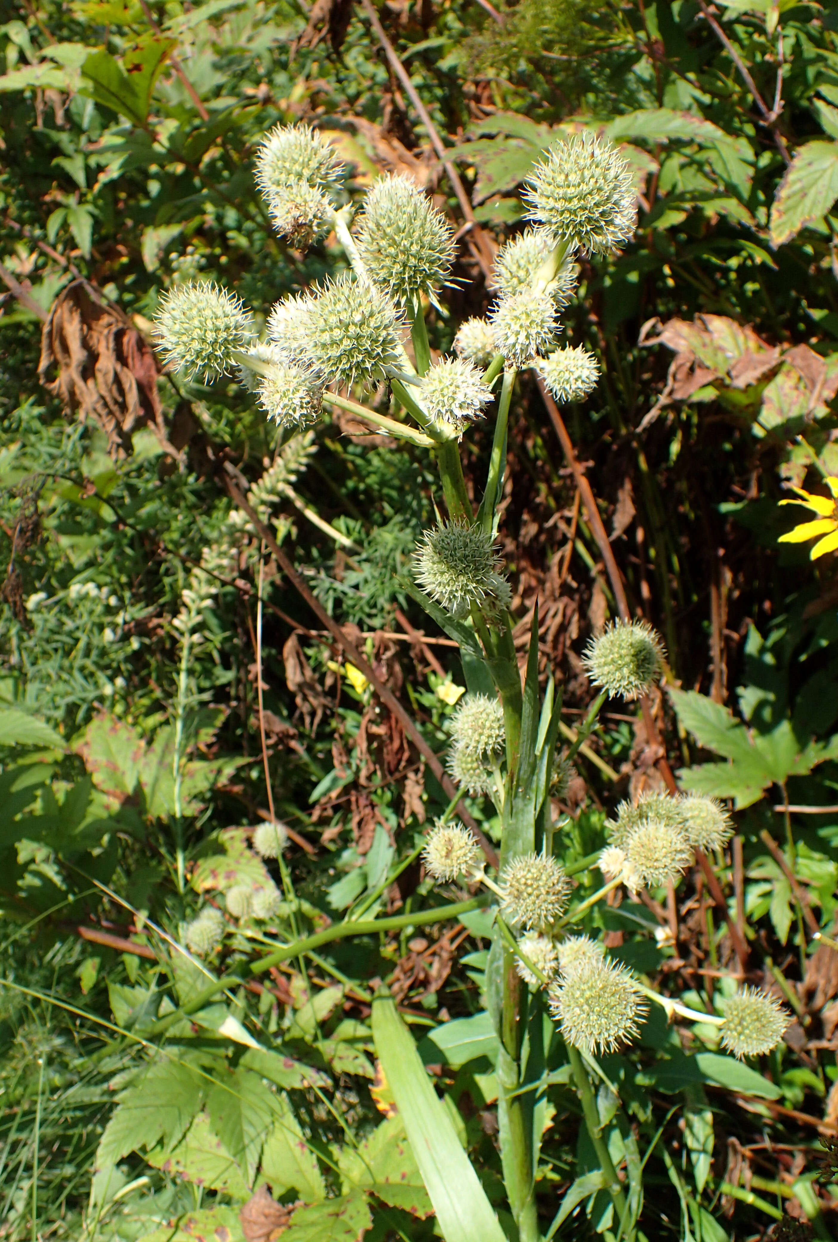 Imagem de Eryngium yuccifolium Michx.