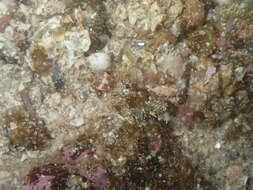 Image of Snubnose sculpin