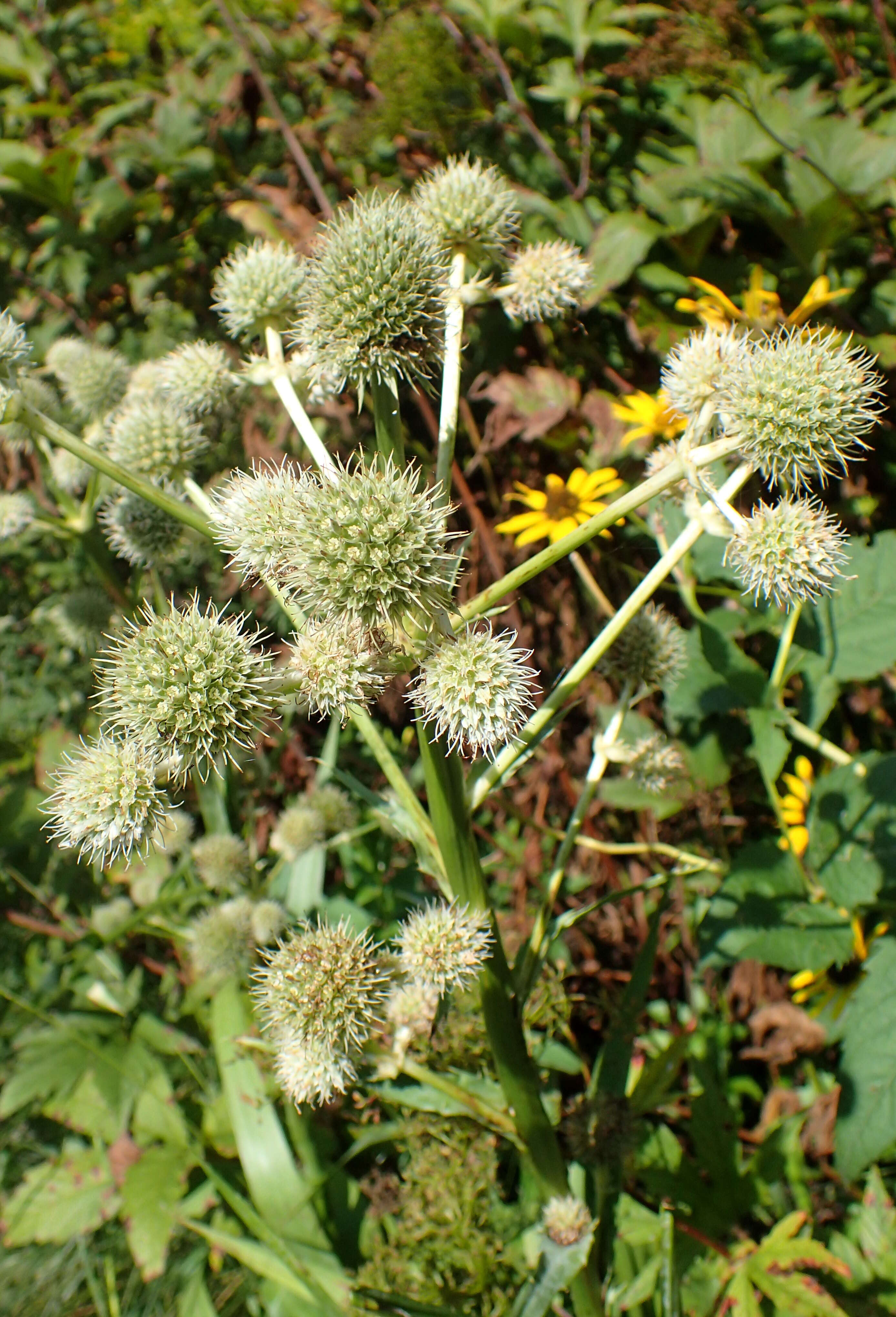 Imagem de Eryngium yuccifolium Michx.