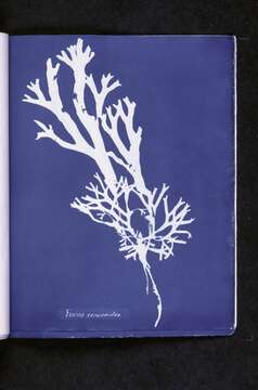 Image de Fucus ceranoides