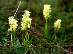 Image of Elder-flowered orchid