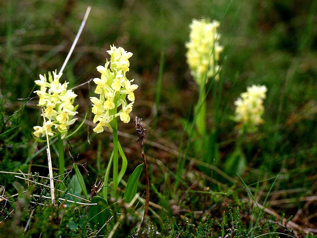 Image of Elder-flowered orchid