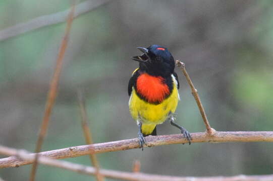 Image of Scarlet-breasted Flowerpecker