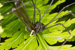 Image of Pantopsalis cheliferoides