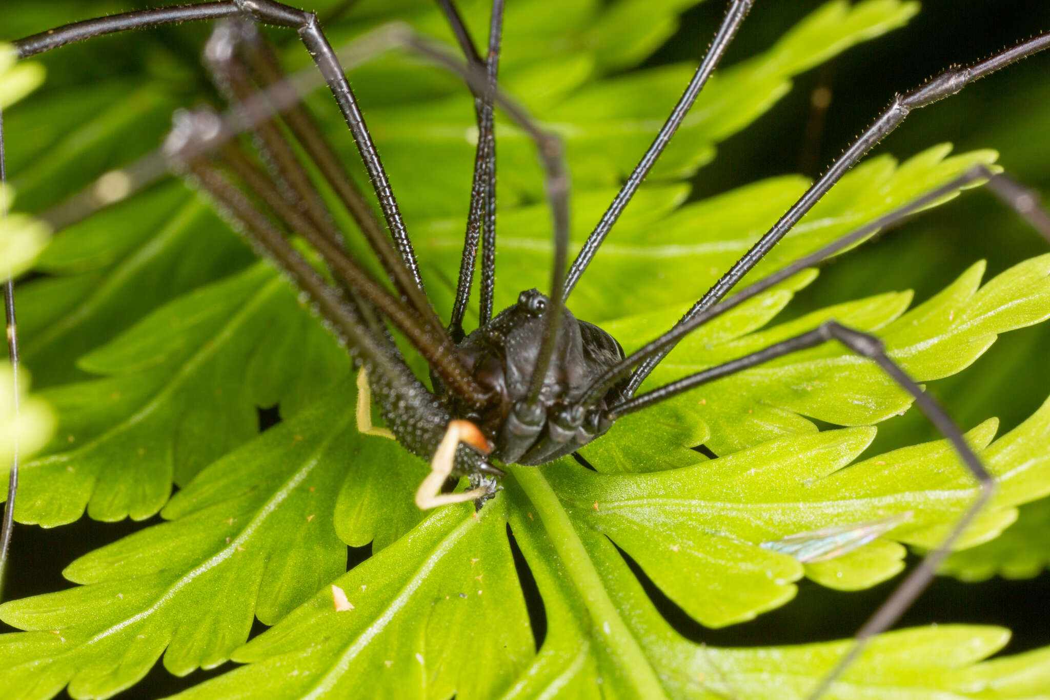 Sivun Pantopsalis cheliferoides kuva