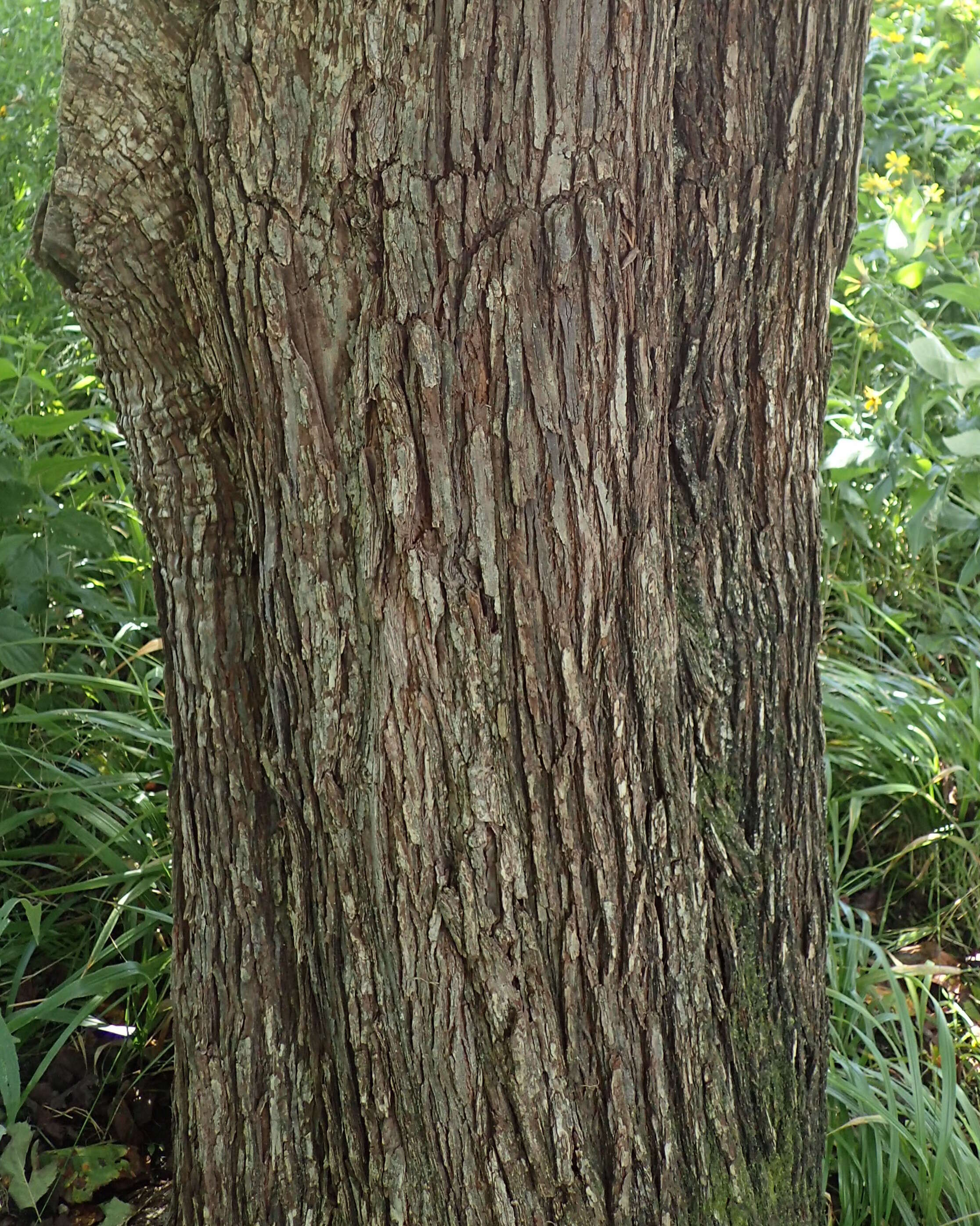 Image de Crataegus mollis (Torr. & Gray) Scheele