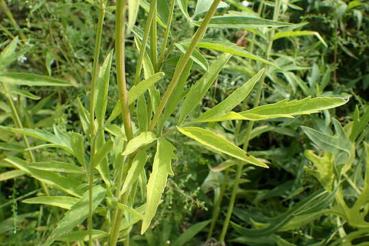 صورة Ratibida pinnata (Vent.) Barnh.