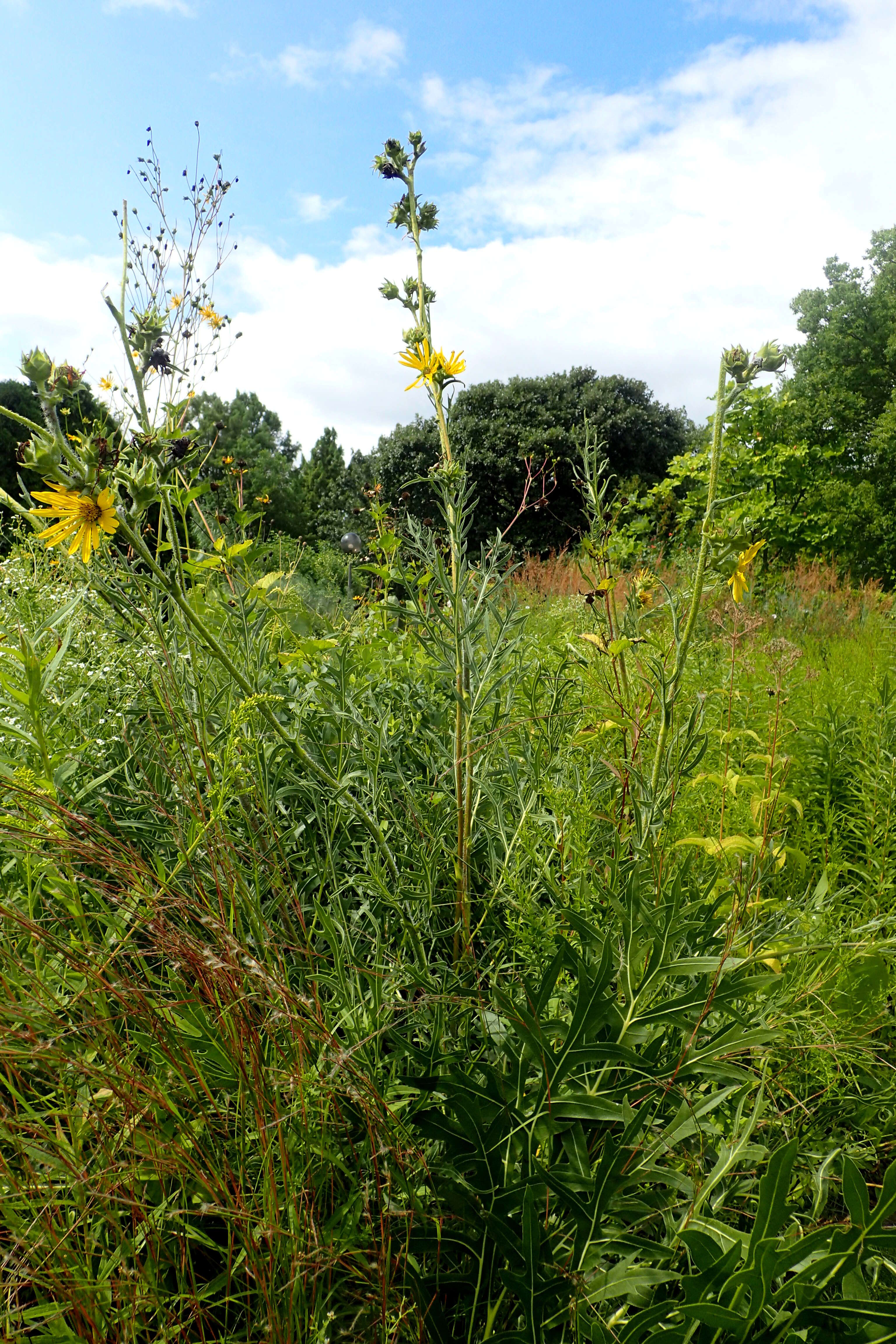 Silphium laciniatum L. resmi