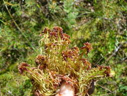 Imagem de Sphagnum capillifolium Hedwig 1782