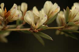 Imagem de Lespedeza gerardiana Maxim.