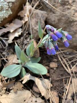 Image of Macdougal's bluebells