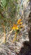 Image of Chloraea nudilabia Poepp.