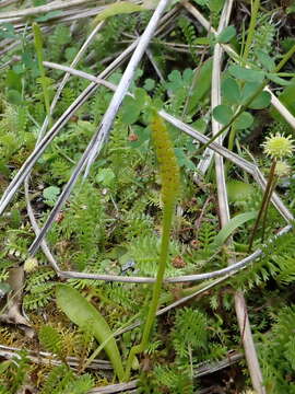 Image of Ophioglossum coriaceum A. Cunn.