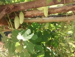 Image of ivy gourd