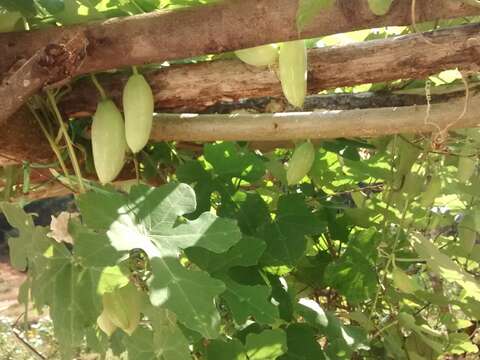 Image of ivy gourd