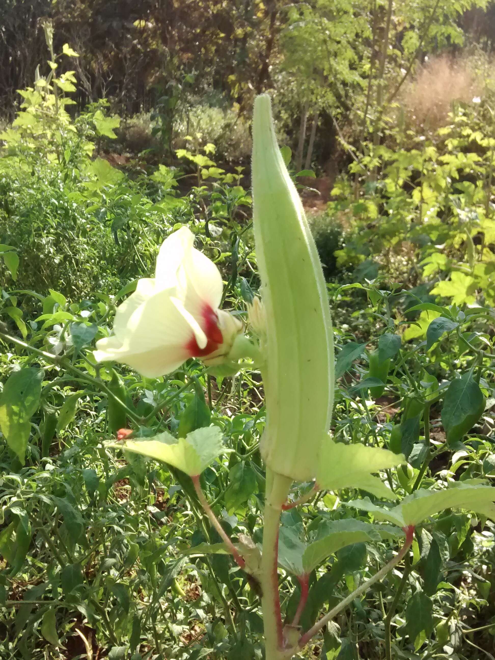 Image of okra