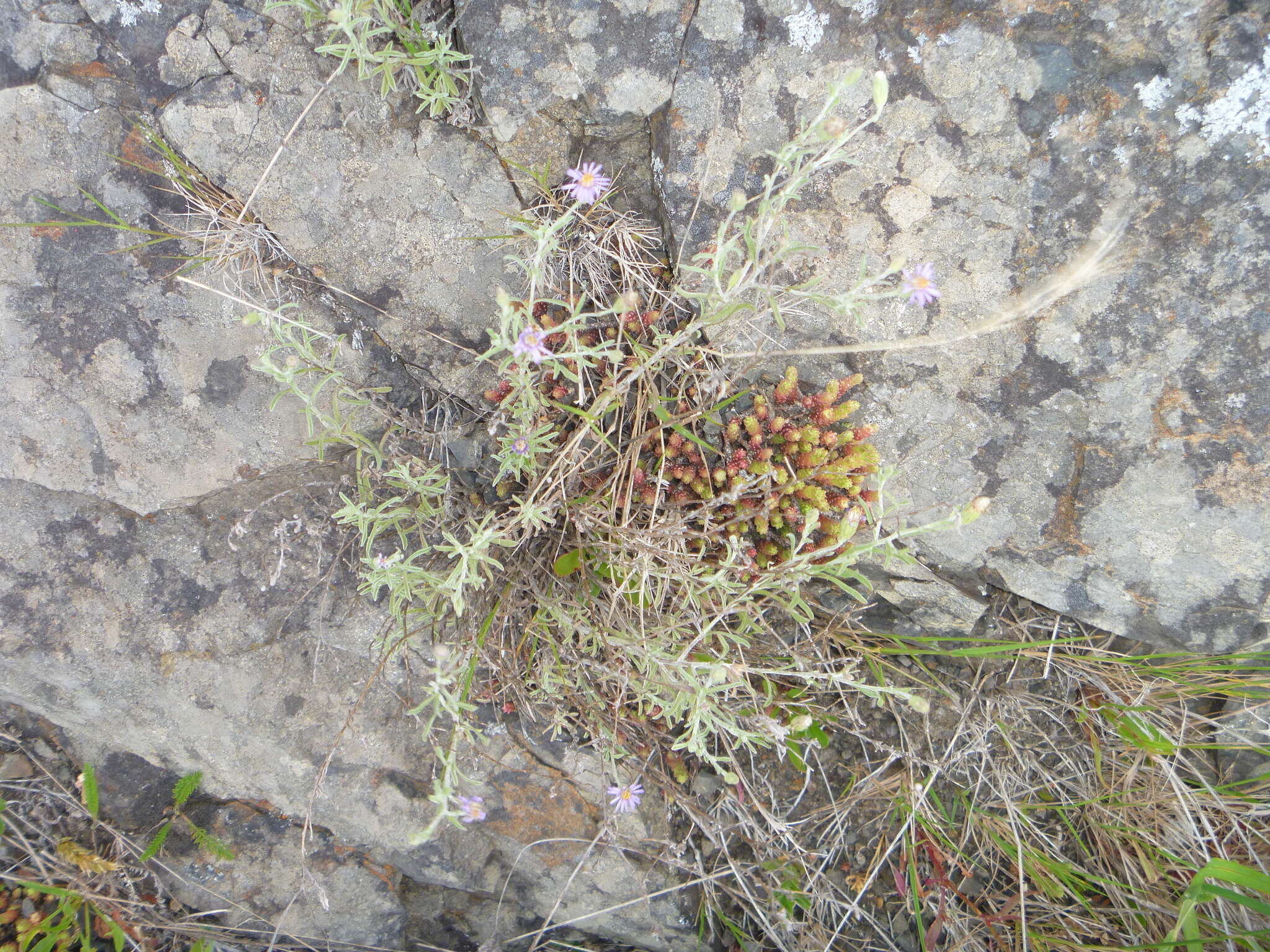 Imagem de Vittadinia gracilis (Hook. fil.) N. T. Burb.