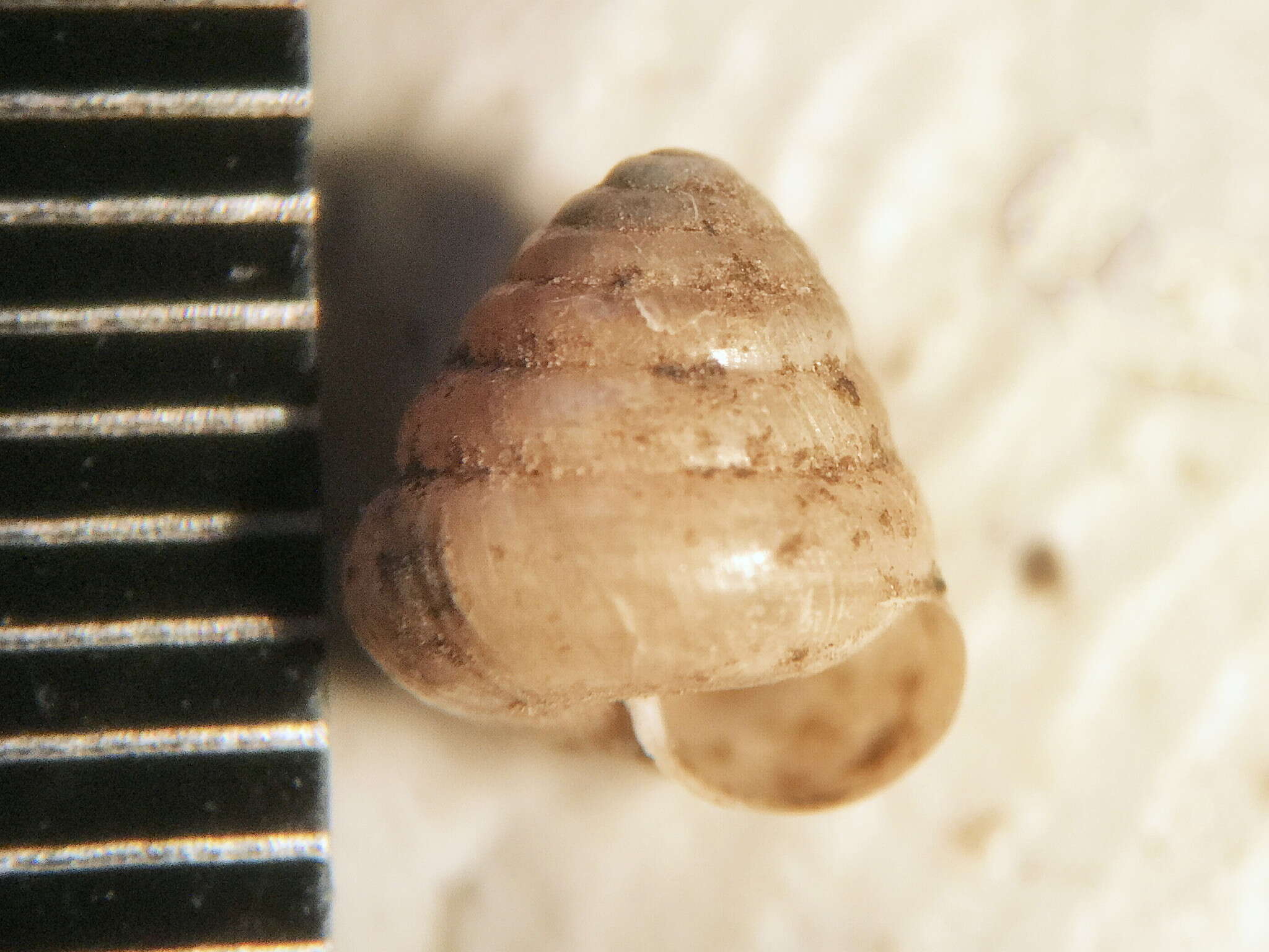 صورة <i>Euconulus chersinus</i>