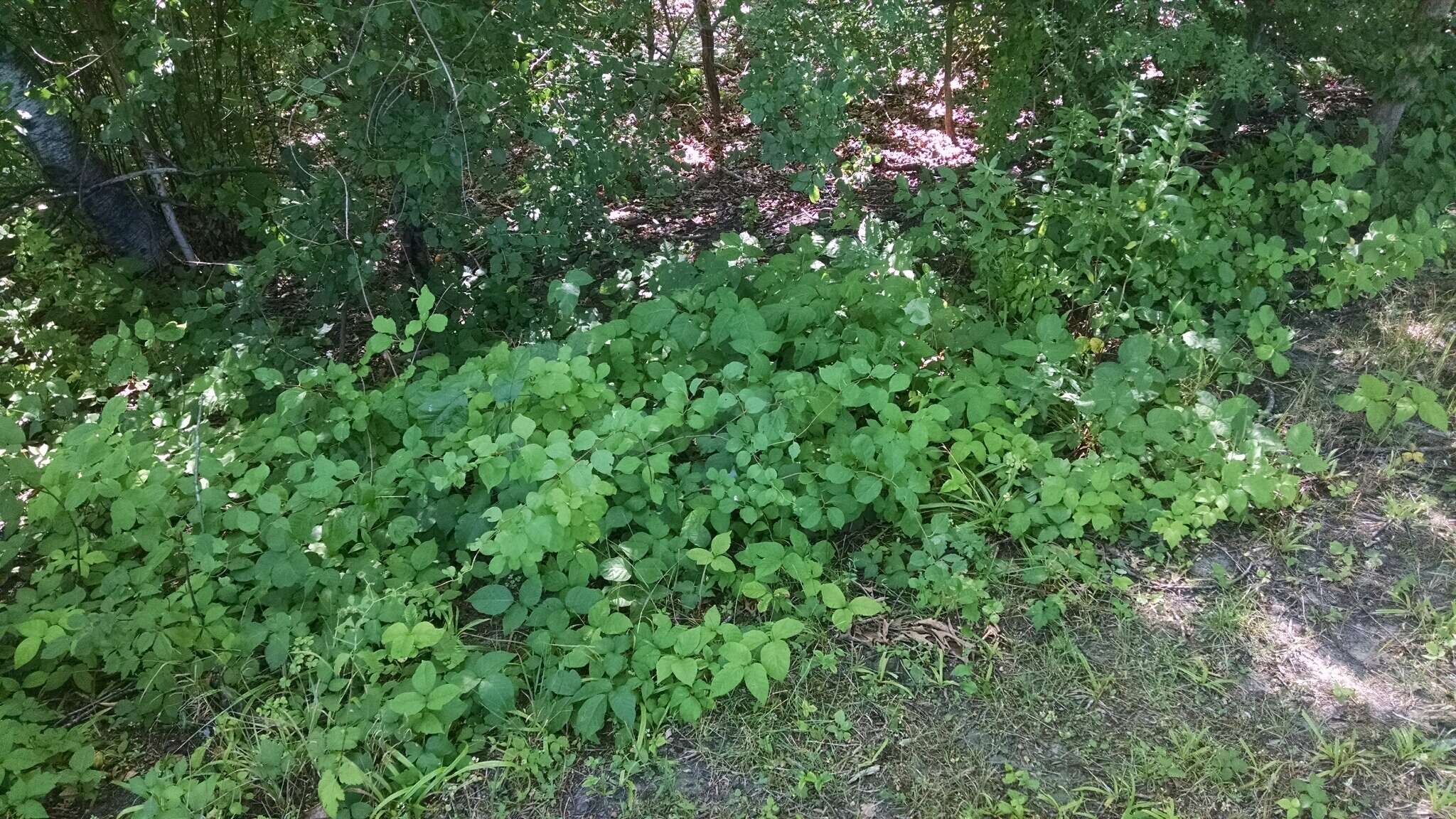 Image of eastern poison ivy