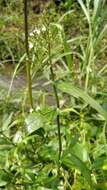 Image of Marsh Water-Willow