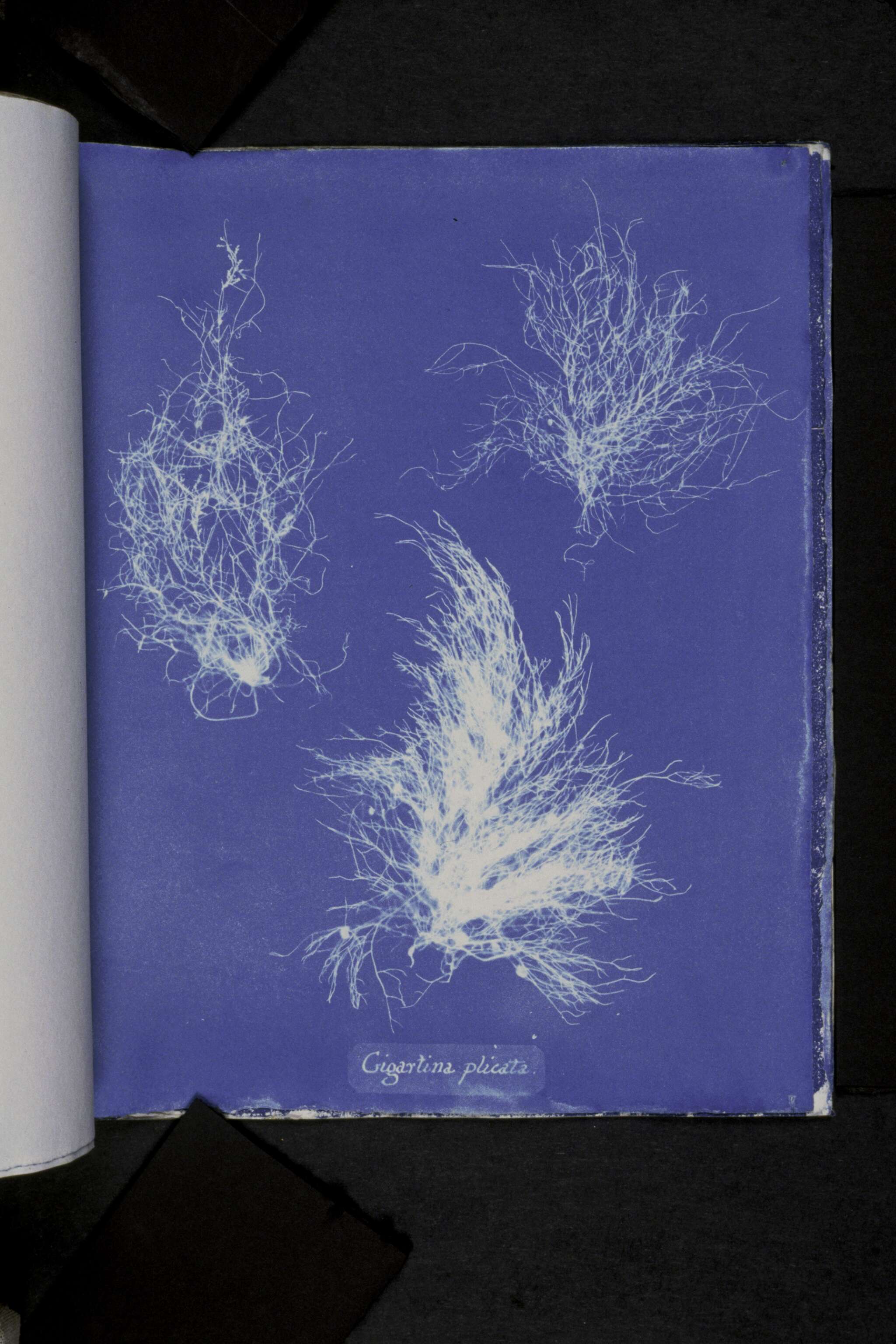 Image of Ahnfeltia plicata