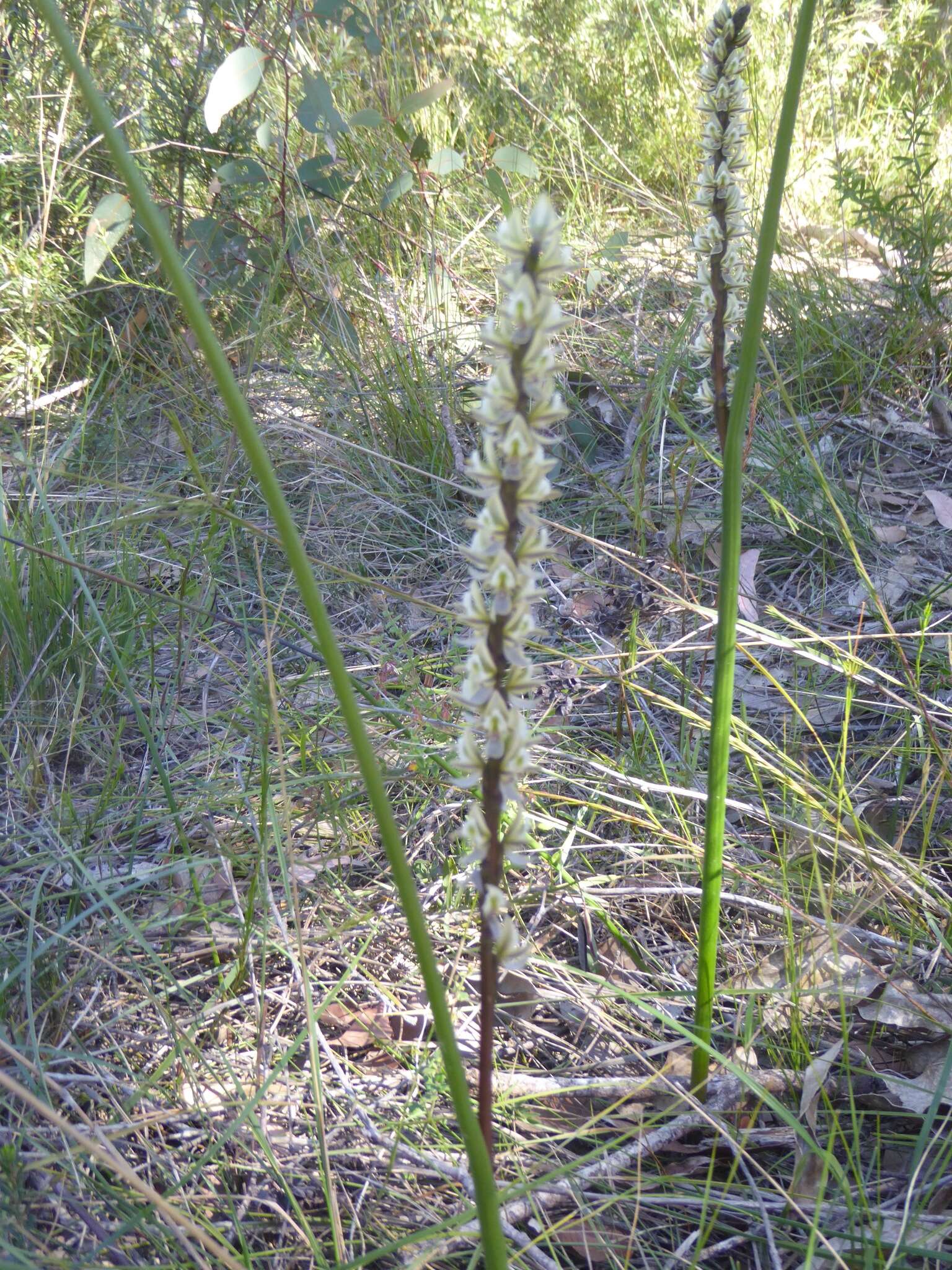 Imagem de Prasophyllum elatum R. Br.