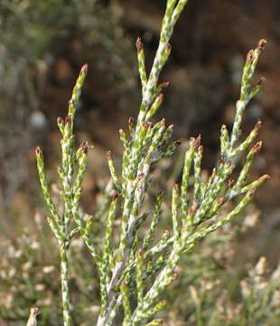 Слика од Elytropappus rhinocerotis (L. fil.) Less.