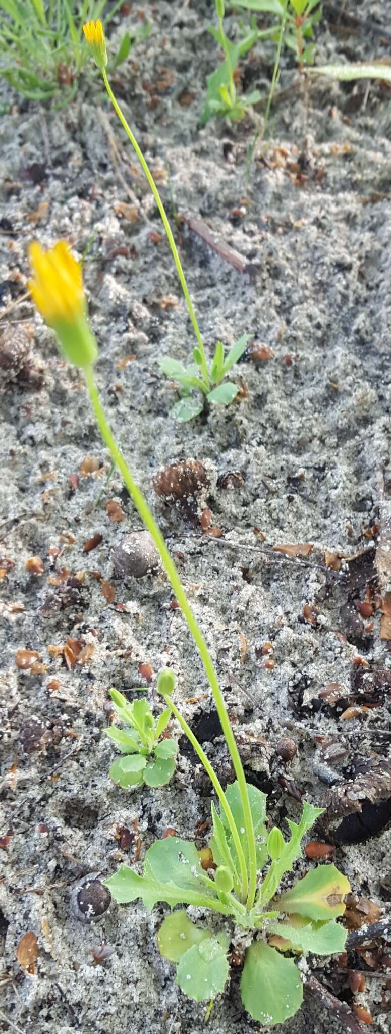 Image of Dwarf dandelion