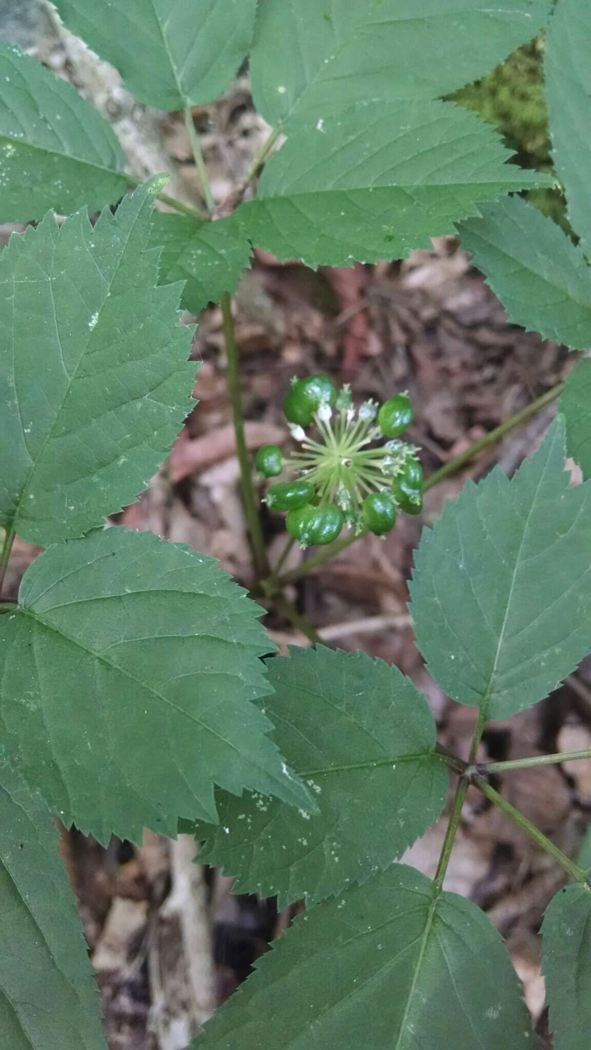 Panax quinquefolius L. resmi