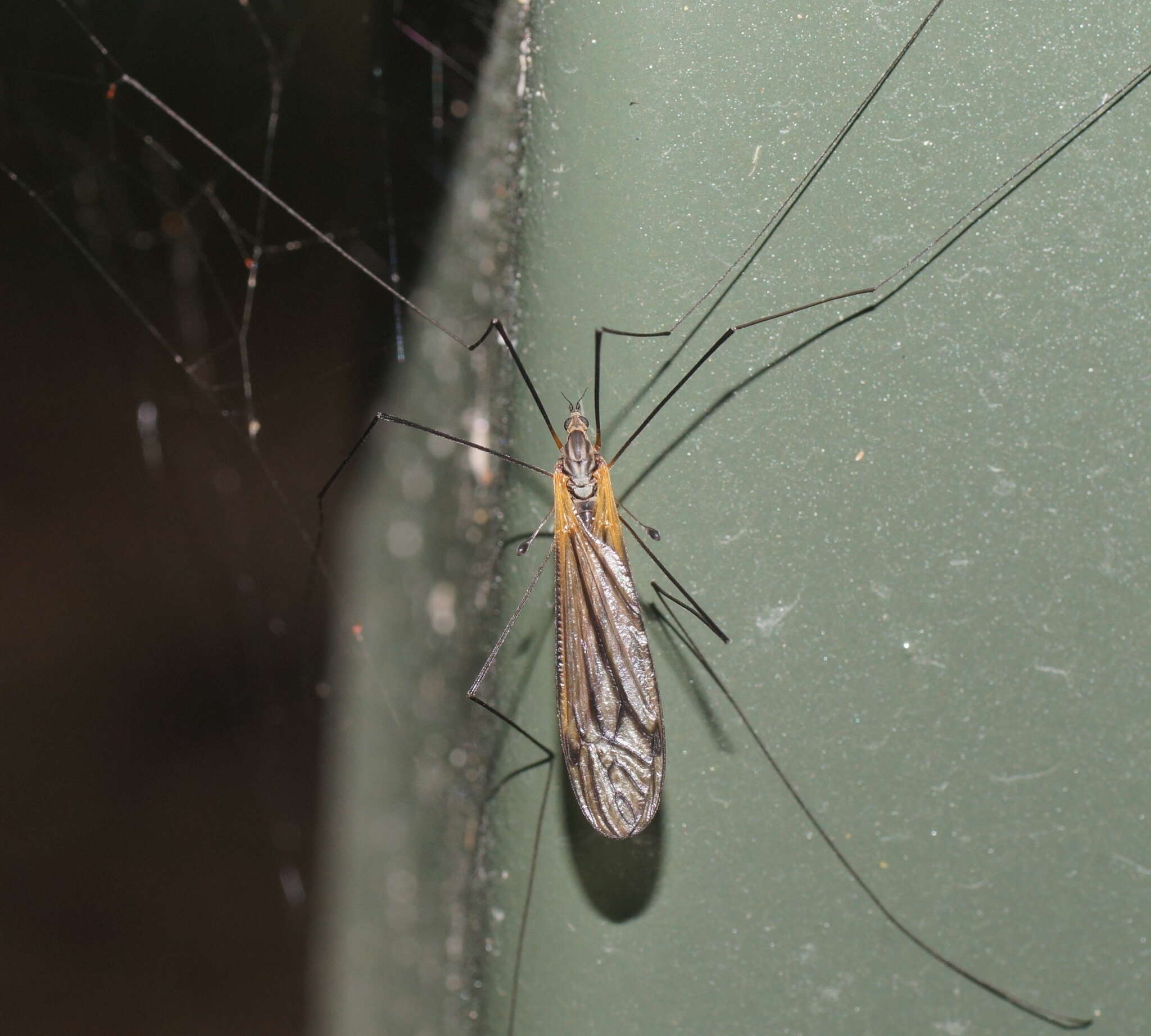 Image of Leptotarsus (Macromastix) luteisubcostatus (Alexander 1934)