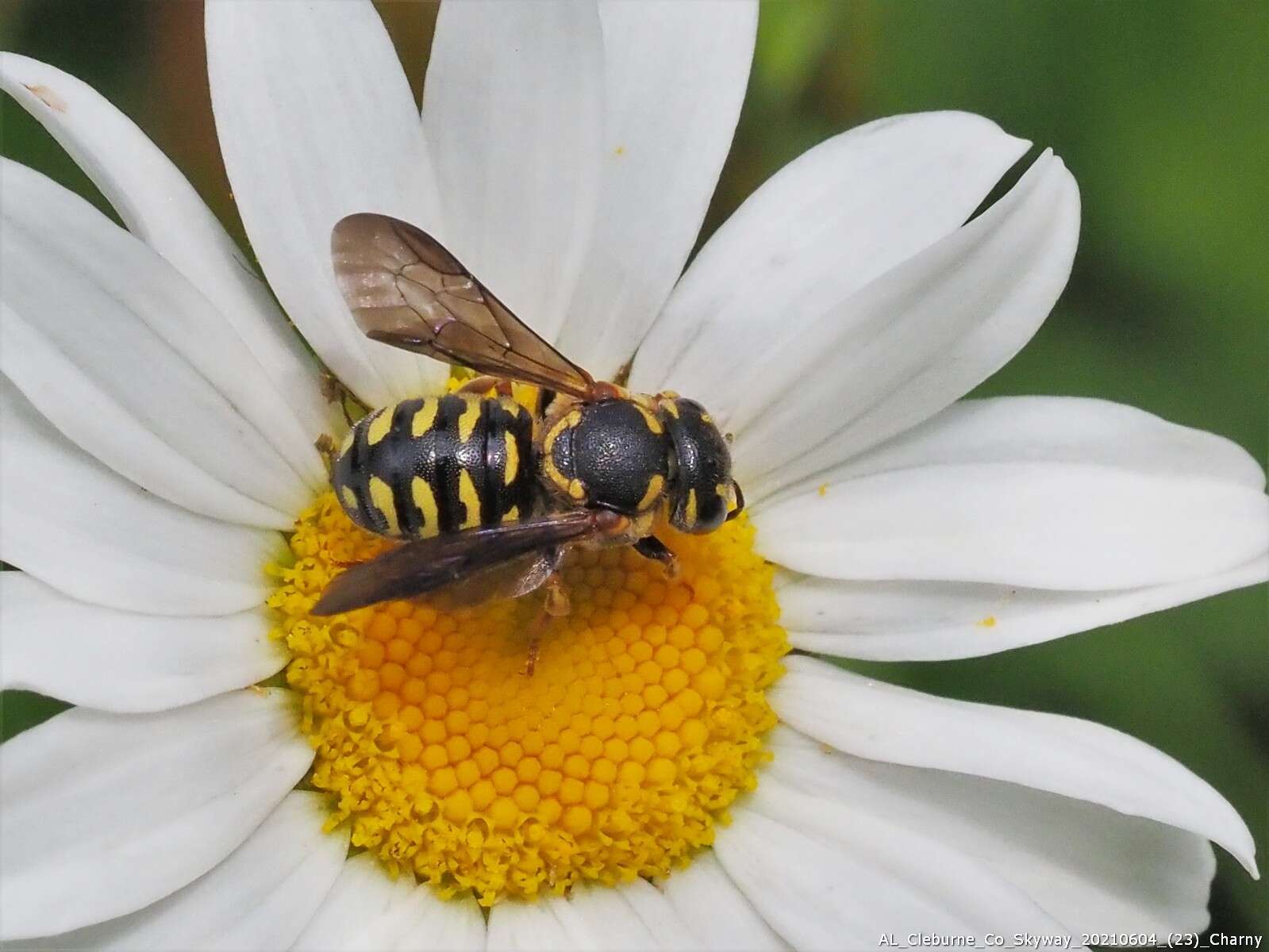 Image of Dianthidium curvatum curvatum (Smith 1854)