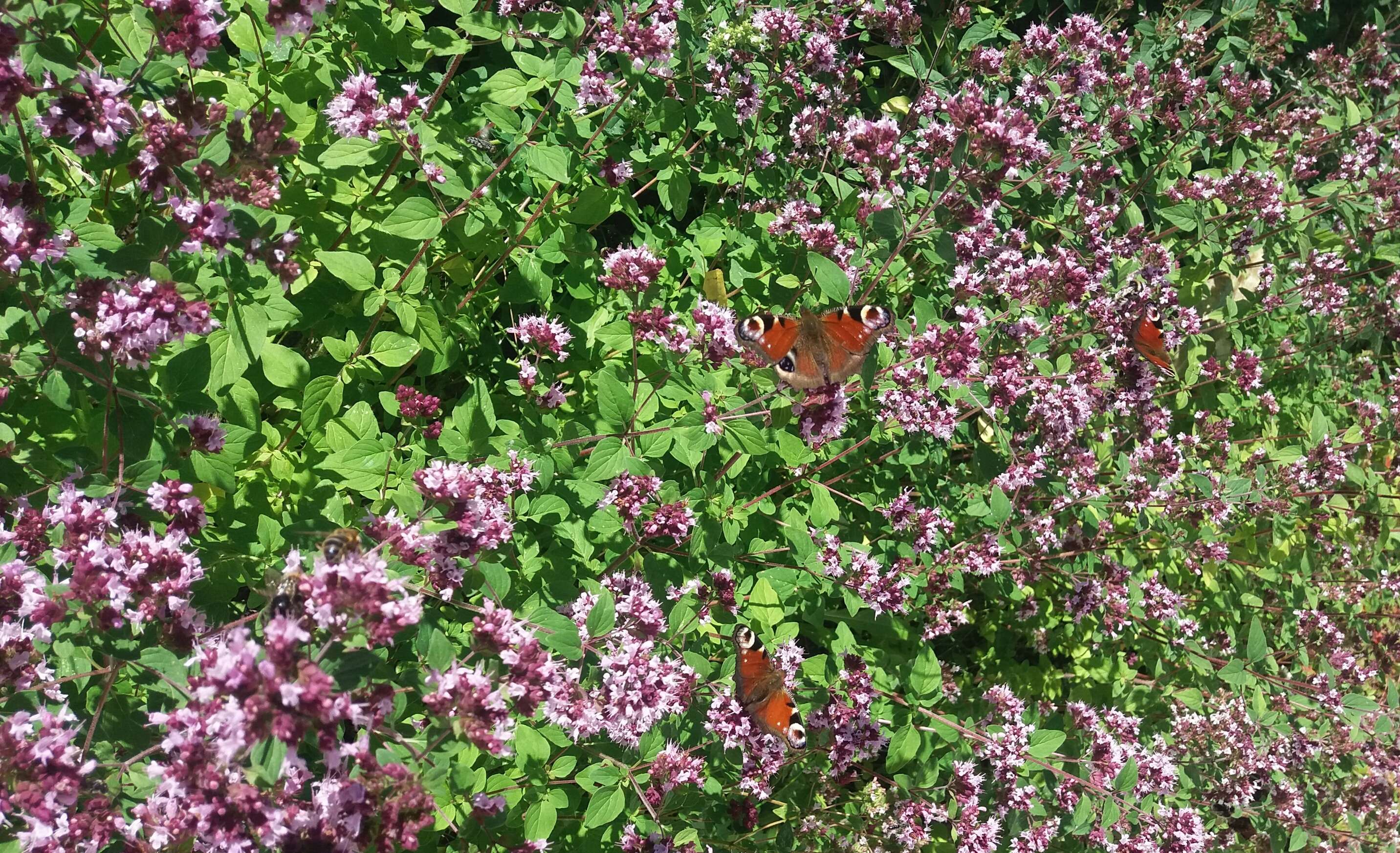 Image of oregano