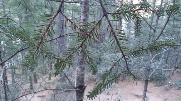 Image of Vejar's Fir