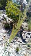 Image de Aristida rufescens Steud.