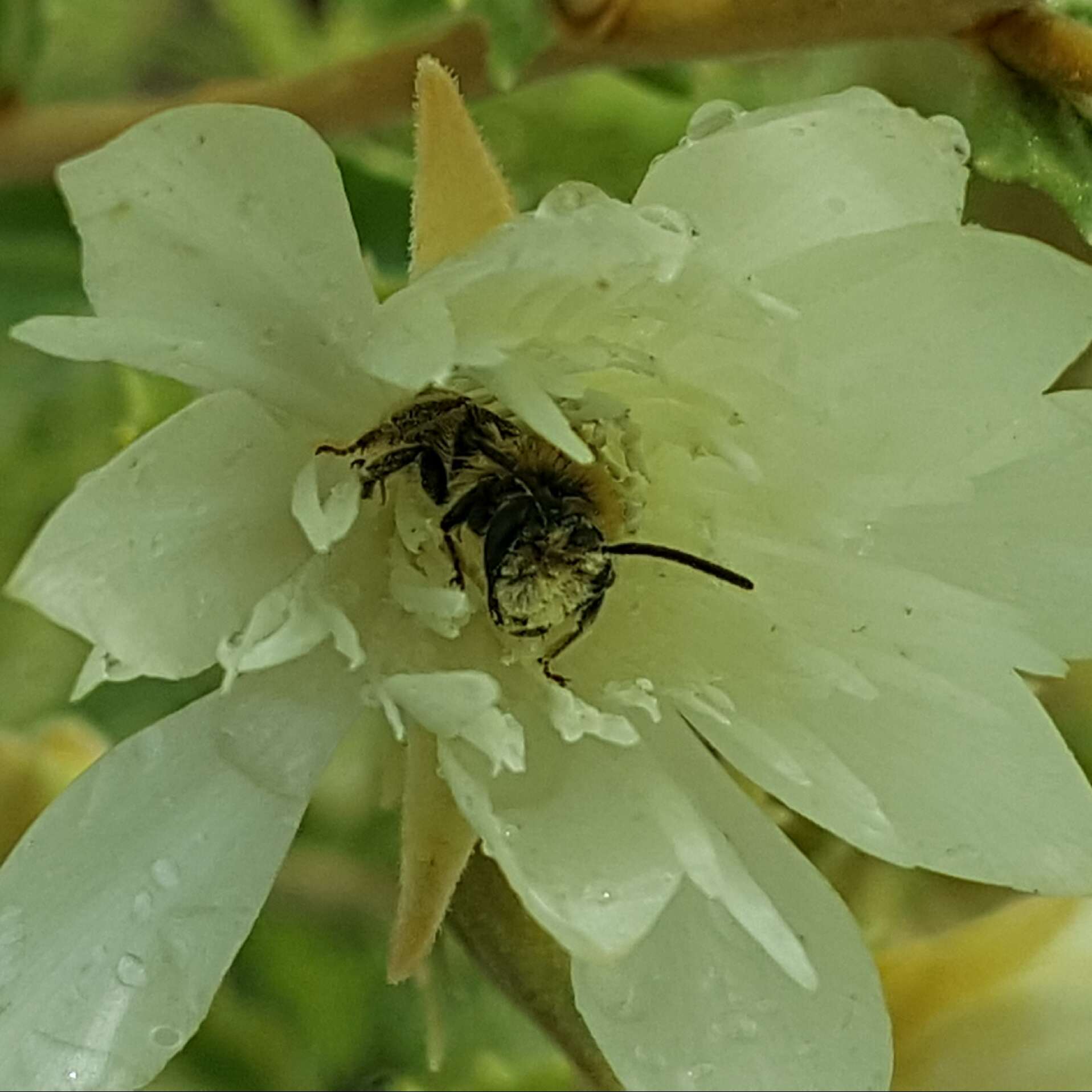 Image of Andrena mentzeliae Cockerell 1897