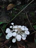 Image of Lentinus concavus (Berk.) Corner 1981