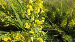 Image of Poiretia tetraphylla (Poir.) Burkart