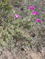 Image of Lampranthus swartkopensis Strohschneider